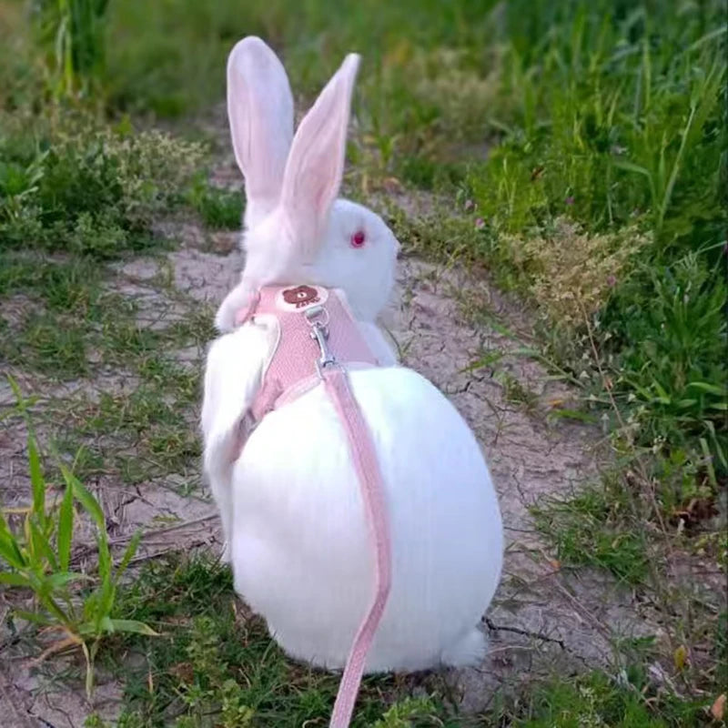 Rabbit Harness Leash Set