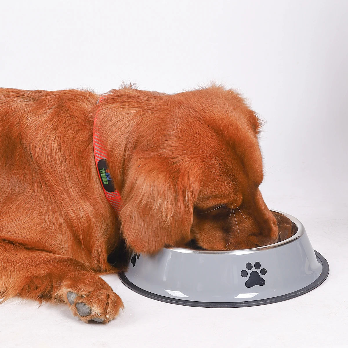 Stainless Steel Pet Bowl
