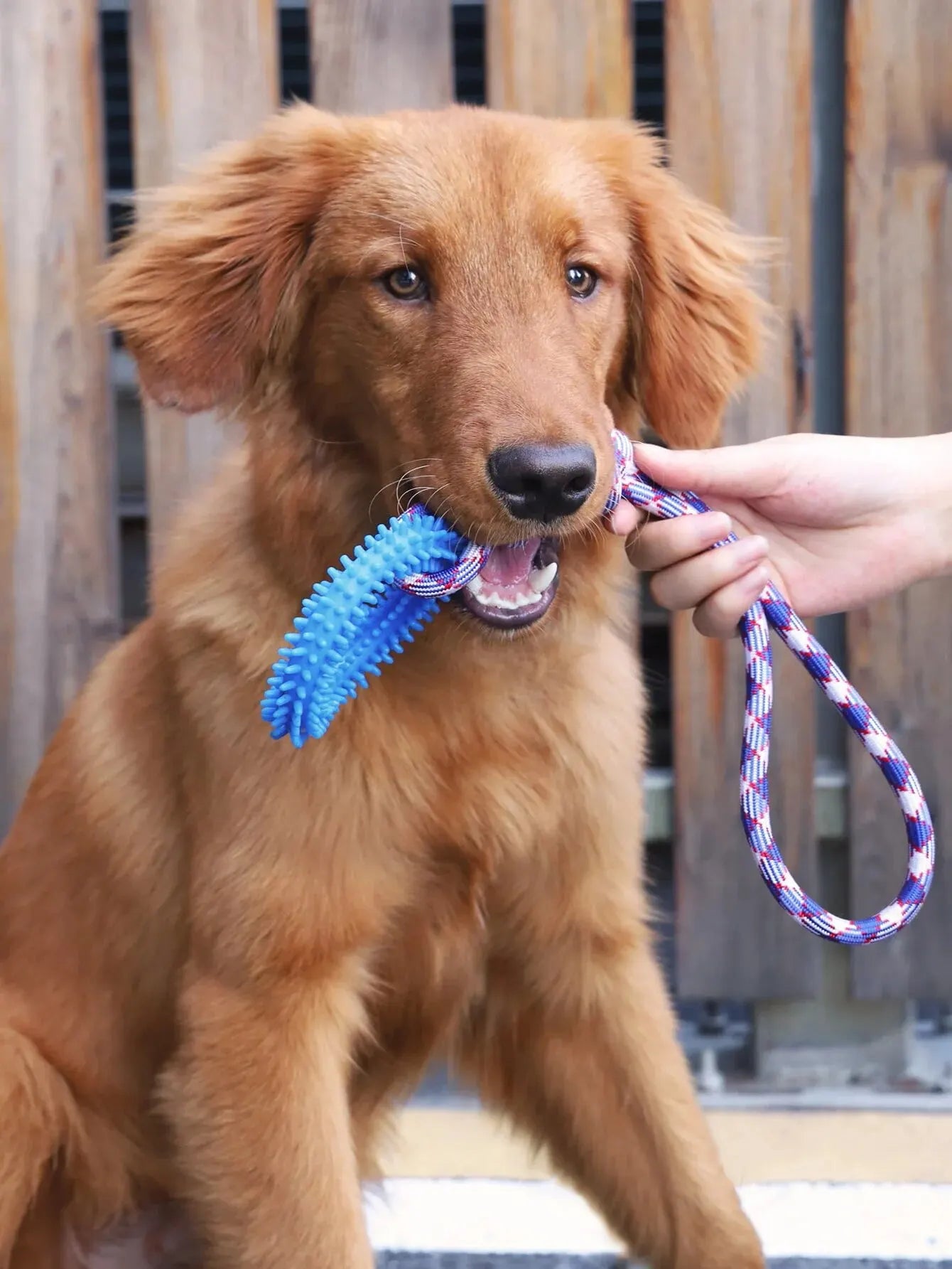 Interactive Training Pet Toy Ring
